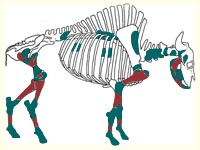 Bison Skeletal Parts - Drawing: David Laverie