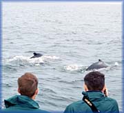 Observation des baleines - 
Photographie : Peter Rider
