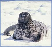 Hood Seal - 
Fisheries and Oceans Canada