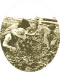 Strawberries picking on le d'Orlans in 1925., © CMC/MCC, 65781