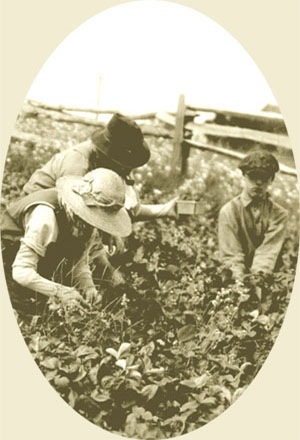 Three members of the Alfred Emond family of Saint - Franois sud, le d'Orlans, picking strawberries in 1925., © CMC/MCC, 65781