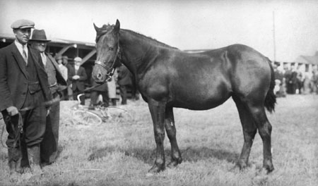Canadian horse in Saint-Pascal, Qubec, 1936., © CMC/MCC, Marius Barbeau, 81122