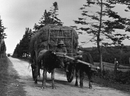 Cart of eelgrass pulled by oxen, Petit-Cap, Qubec, 1919., © CMC/MCC, Marius Barbeau, 45947
